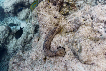 Coral Reef and Tropical Fish on Maldives island. Tropical and coral sea wildelife. Beautiful underwater world. Underwater photography.