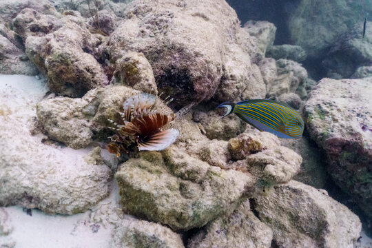 Lionfish (Pterois mombasae). Scorpaenidae - beautiful and dangerous sea fish on Maldives island. Tropical and coral sea wildelife. Beautiful underwater world. Underwater photography.