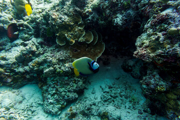 Emperor angelfish (Pomacanthus imperator)in the coral reef of Maldives island. Tropical and coral...