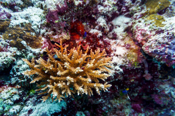 Obraz na płótnie Canvas Coral Reef and Tropical Fish on Maldives island. Tropical and coral sea wildelife. Beautiful underwater world. Underwater photography.