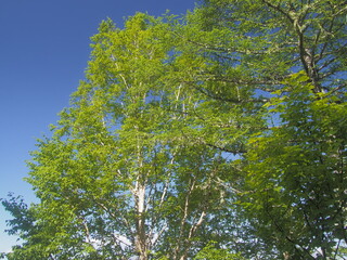 登山中、少し見上げた空と緑の風景