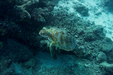 Naklejka na ściany i meble Green sea turtle. Tropical and coral sea wildelife. Beautiful underwater world. Underwater photography..