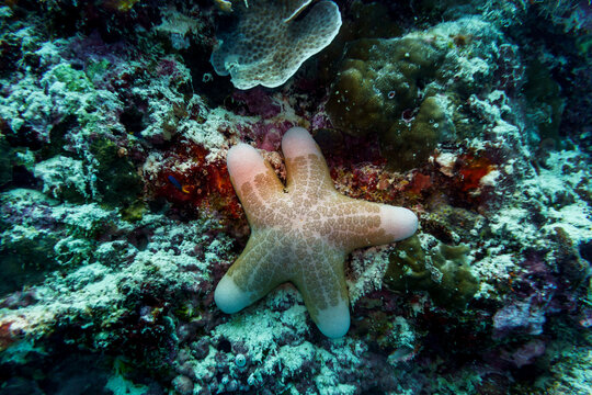 Starfish on Maldives island. Tropical and coral sea wildelife. Beautiful underwater world. Underwater photography.