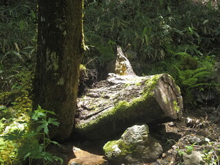 登山中、山中の足元の風景