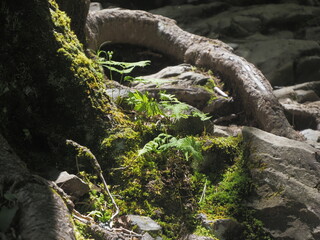登山中、山中の足元の風景