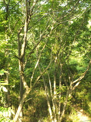 梅雨明けの緑の木々たち