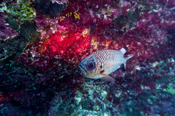 Blacktip soldier fish (Myripristis botche) in the coral reef of Maldives island. Tropical and coral sea wildelife. Beautiful underwater world. Underwater photography.