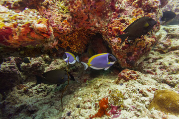 Yellowfin surgeon fish in the coral reef of Maldives island. Tropical and coral sea wildelife....