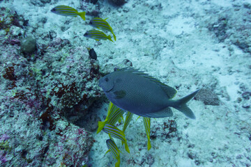 Fototapeta na wymiar Brown-spotted spinefoot rabbitfish (Siganus stellatus) in the coral reef of Maldives island. Tropical and coral sea wildelife. Beautiful underwater world. Underwater photography.