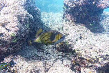 Naklejka na ściany i meble Titan triggerfish, Giant triggerfish, (Balistoides viridescens). Tropical and coral sea wildelife. Beautiful underwater world. Underwater photography.