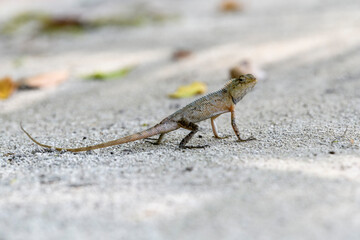 Wild lizard (oriental garden lizard) living in maldives islands. Reptile