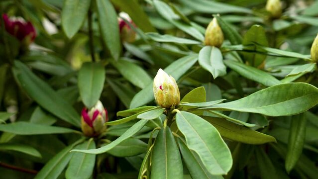 Rhododendron evergreen shrub with green spring flower buds in botanical garden closeup