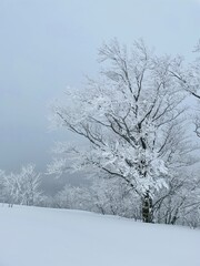 Fototapeta na wymiar スキー場にある樹氷