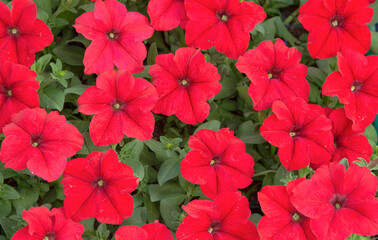 Red fresh and beautiful potted flowers