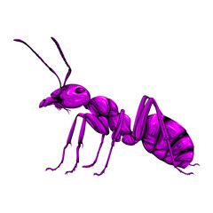 Cute purple ant vector with black stipes isolated on white background