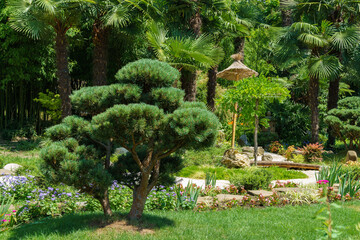 Exotic palms and bonsai pines in the Russian-Japanese Friendship Garden in Sochi. Landscape architecture with elements of Japanese style and unique Japanese plants. Public park on Kurortny Prospekt
