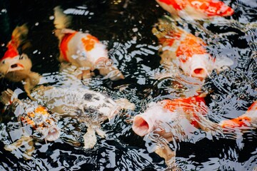 Top view of carp or crap fish in the pond with black background. Bird eye view top view of the beautiful fish in the canal.