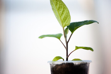 One eggplant seedling on light blurred background. Green sprout growing. Young plant for...