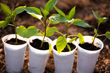 Green seedlings in white plastic glasses on the soil blurred background, top view. Young sprouts growing for publication, poster, calendar, post, screensaver, wallpaper, cover. High quality photo