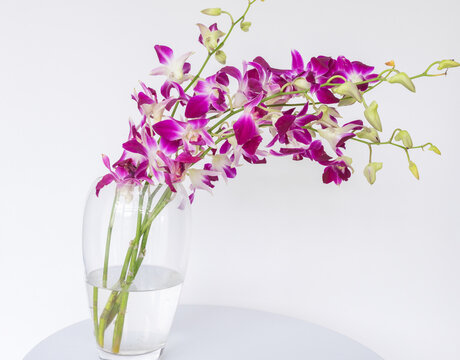 Cose up of purple orchids in glass vase on white table against plain background (selective focus)