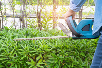 Woman taking care and growing plants, Hobby planting home garden, ornamental pruning.