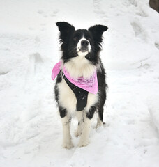 Czarno biały pies rasy Border Collie na białym śniegu