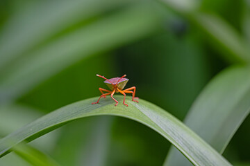 Brown bug on green leaf