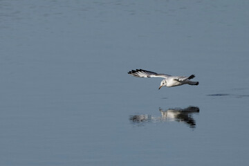 mouette