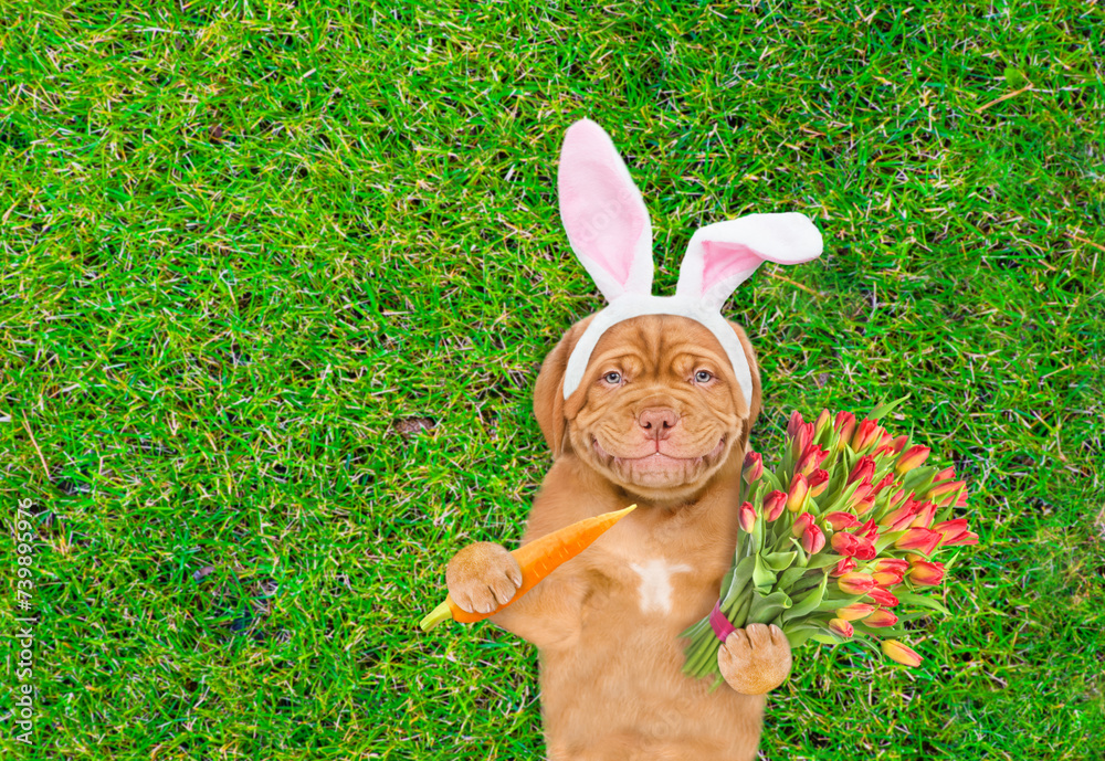 Aufkleber Smiling Mastiff puppy wearing easter rabbits ears holds carrot and bouquet of tulips. Dog lying on its back on summer green grass. Top down view. Empty space for text