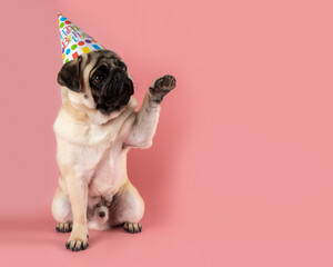 Funny Pug dog giving his paw and wearing happy birthday hat on pink background.