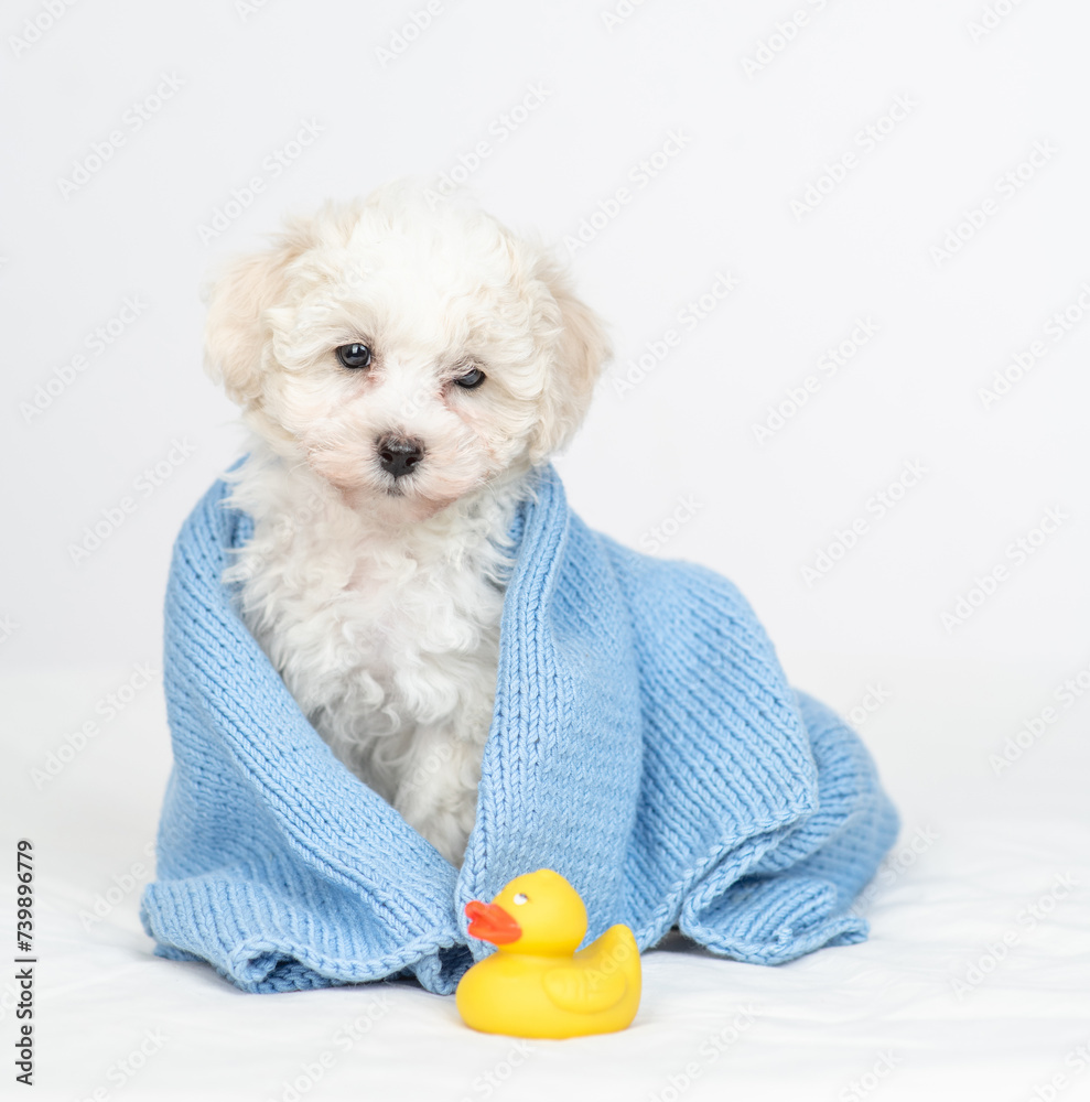 Sticker young lapdog puppy wrapped in blue towel after bathing sitting with rubber duck