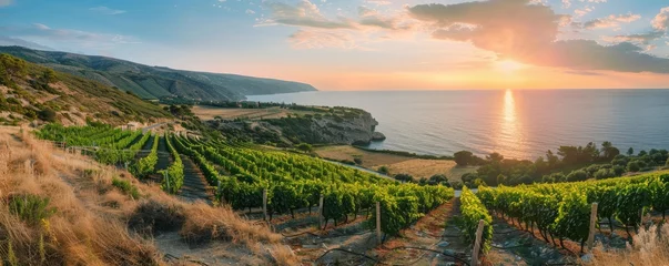 Keuken spatwand met foto Beautiful vineyard on the slopes of the azure coast of France, sunset rays, warm summer evening, professional photo, nature photo © shooreeq