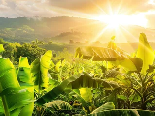 Keuken spatwand met foto Sunlit scene overlooking banana plantation, bright rich color, professional nature photo © shooreeq