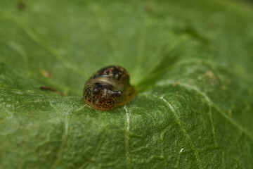 Details of a newborn snail on a green leaf.
