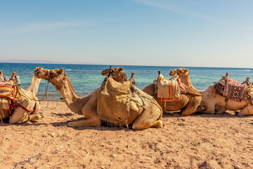 Camels laying on Red sea beach in the Gulf of Aqaba. Dahab, Egypt.