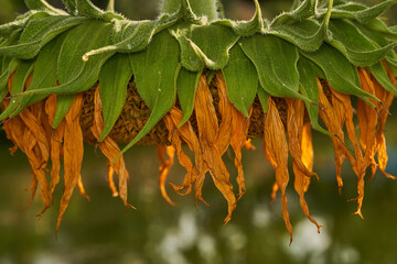 a sunflower looking down drying