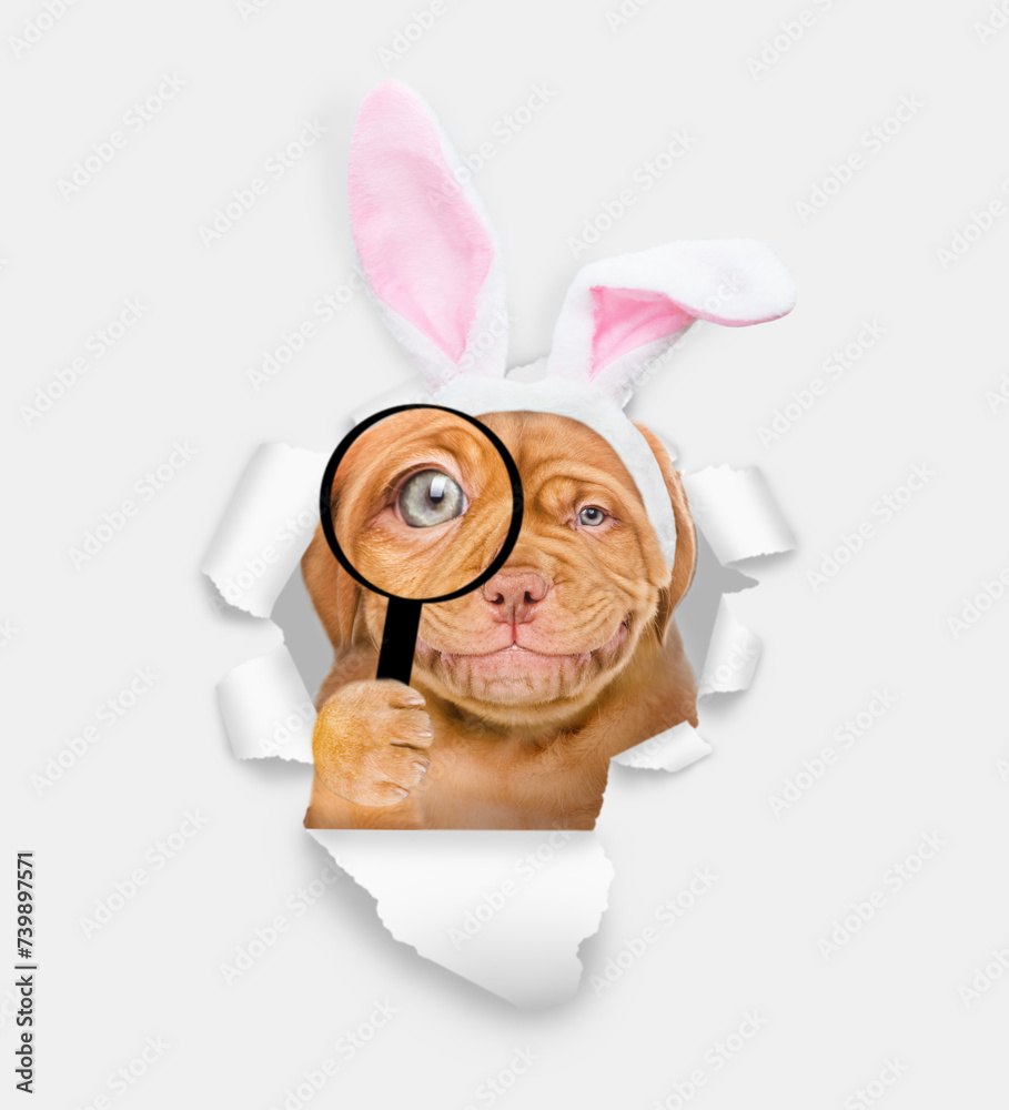 Aufkleber smiling mastiff puppy wearing easter rabbits ears looks thru a magnifying lens looks through a hole 