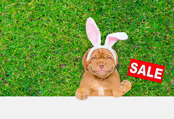 Smiling Mastiff puppy wearing easter rabbits ears shows signboard with labeled "sale" above empty white banner. Empty space for text