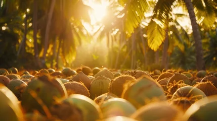 Gordijnen Sunlit scene overlooking the coconut plantation with many coconuts, bright rich color, professional nature photo © shooreeq