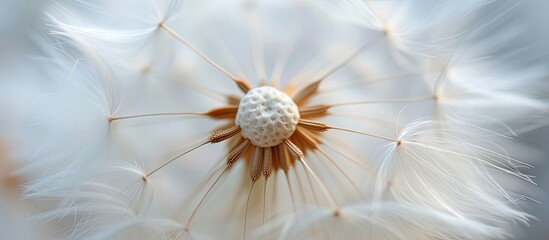 This close-up photo showcases the intricate details of a dandelion, with its white feathery petals clearly visible.