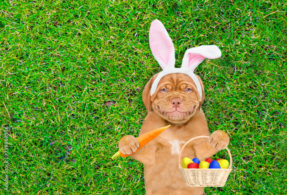 Poster happy mastiff puppy wearing easter rabbits ears holding basket of painted easter eggs and lying on i