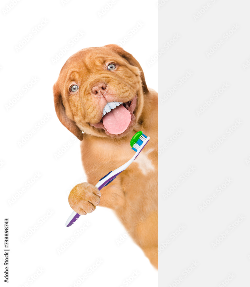 Poster mastiff puppy with funny big teeth holds the toothbrush and looks from behind empty white banner. is
