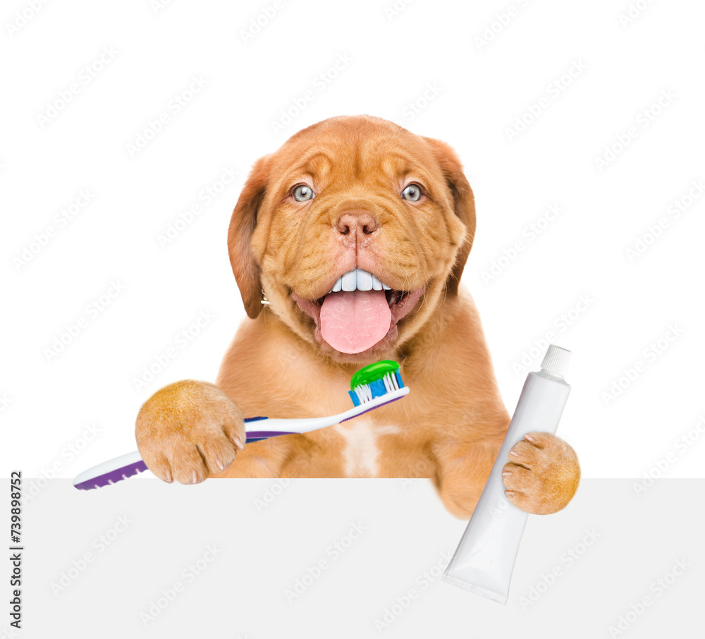 Poster mastiff puppy with funny big teeth holds the toothbrush with tube of toothpaste and looks above empt