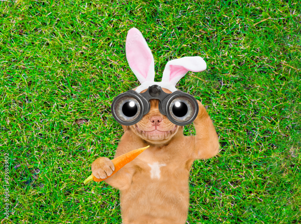 Aufkleber happy puppy wearing easter rabbits ears holds carrot and looks through binoculars on green grass. to