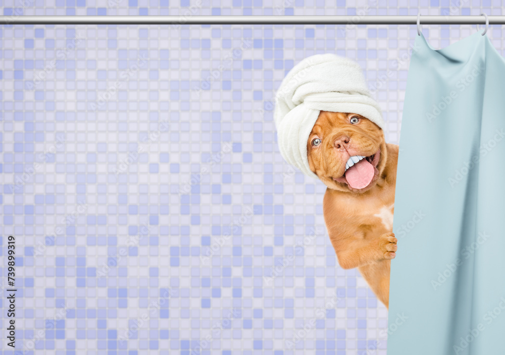Poster happy mastiff puppy with big funny teeth, with towel on it head peeking out from behind the shower c