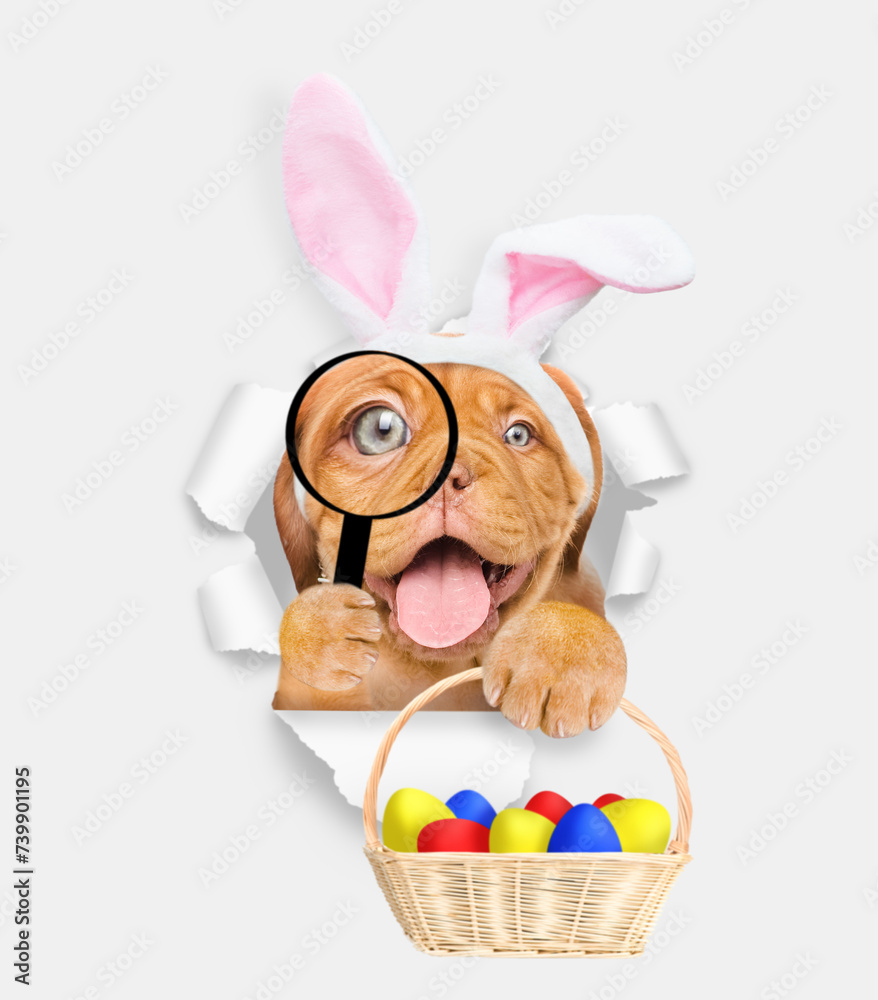 Poster smiling mastiff puppy wearing easter rabbits ears looks thru a magnifying lens looks through a hole 