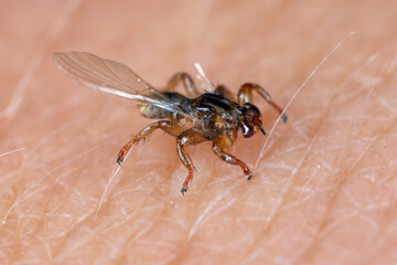 A macro close-up of parasite Deer fly, Lipoptena cervi, on a hairy sking. It is sometimes called...