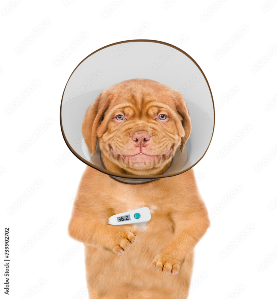Poster Smiling Mastiff puppy with thermometer and protective cone collar looking at camera. Isolated on white background