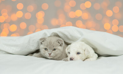 Fototapeta na wymiar Tiny Lapdog puppy lying with cute kitten under warm blanket on the bed at home on festive background
