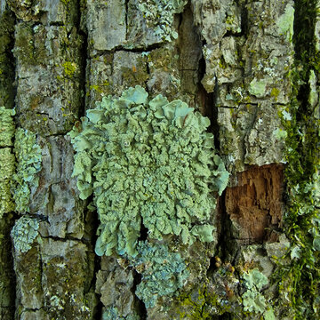 Common greenshield lichen (Flavoparmelia caperata) on bark of lime tree